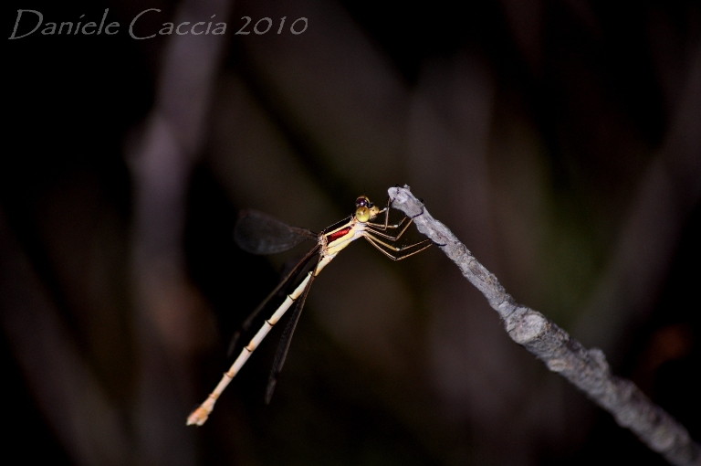 id odonata.